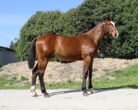 lupicorado 4 142